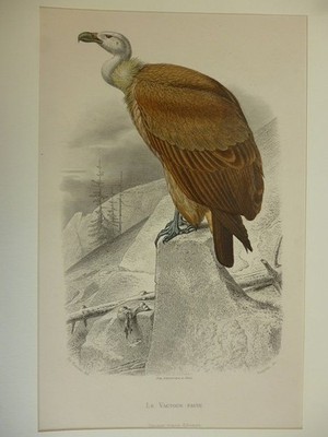 Orig. kolorierter Holzstich - Raubvögel - Le Vautour fauve.