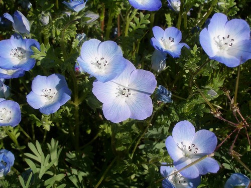nemophila - baby blue eyes (nemophila menziesii insignis) seeds