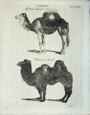 Original Old Antique Print Encyclopaedia Britannica 1801 Camelus African Camel