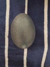 Blown Emu Egg Shells for Crafts