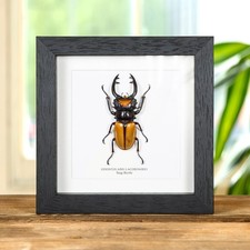 Stag Taxidermy Beetle Frame (Odontolabis lacordairei)