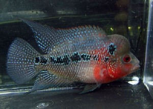 Red Dragon Flowerhorn Cichlid Bebe Freir Vivo Peces De Acuario De