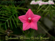 Pink Cypress Vine Ipomoea Quamoclit 10 Qty