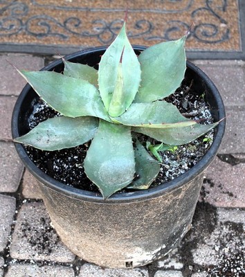Agave havardiana, 35cm, Gewurzelt!