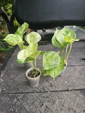 MANJULA POTHOS Epipremnum Rooted Variegated Live Rooted Plant 2,5" Pot