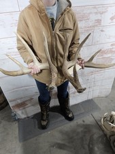 Big Wild 10 Point Whitetail Deer Antler Rack Horn Cutoff Set Man Cave Cabin 163"