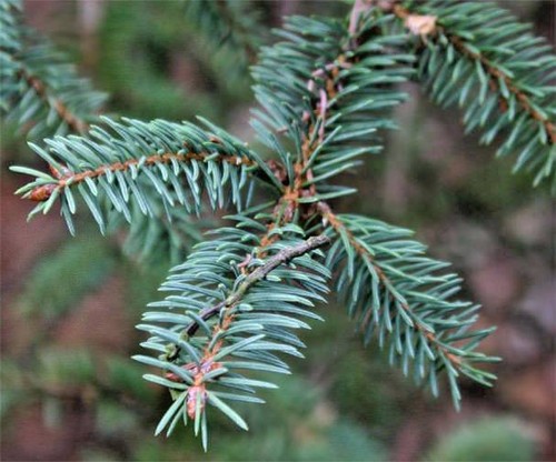 15 GRÜNE DRACHENFICHTENSAMEN - Picea Retroflexa - Bild 4 von 6