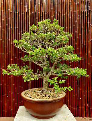 Exquisite Japanese Boxwood Bonsai: Finished Single Trunk Nebari -  Must-Have! 28" | eBay
