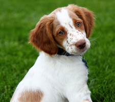 Pet Stone Memorial Grave Marker granite Plaque Headstone Brittany Dog