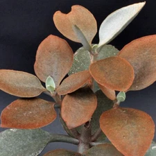 Copper Spoons Succulent Huge 7" Cuttings or Rooted Pup Kalanchoe
