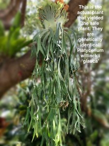 Platycerium Willinckii | eBay