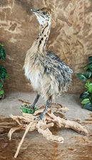 Baby Ostrich Taxidermy  Oddity curiousity Display gift decor natural specimen