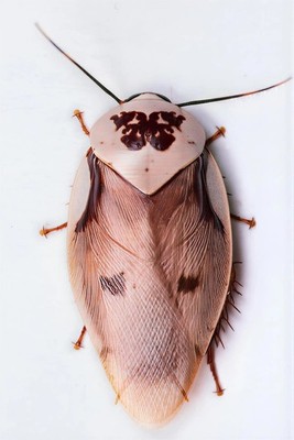 6ct Centurion Roaches Live Pet Feeder Insects