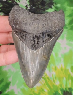 Megalodon Sharks Tooth 3 15/16" inch NO RESTORATIONS fossil sharks teeth tooth