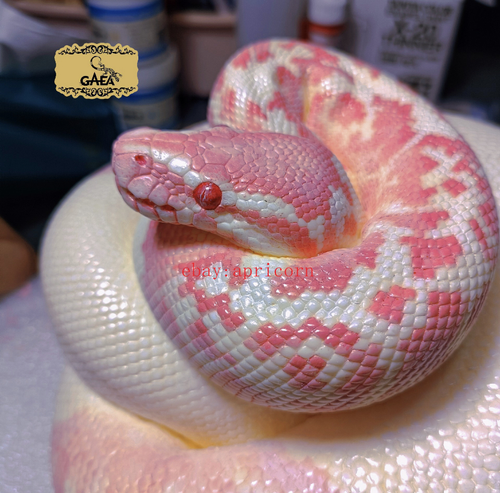 Pink Python Python bivittatus Resin Statue Figure Model Collectible ...