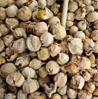 Panner DODI Indian Paneer Doda Paneer Ke Phool Whole