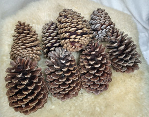 24 LARGE ALL NATUAL LOBLOLLY PINE CONES 4"-7" FOR HOLIDAY DECORATIONS & CRAFTS