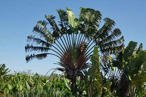 Travelers Palm Seeds (Ravenala madagascariensis) 10 Seeds