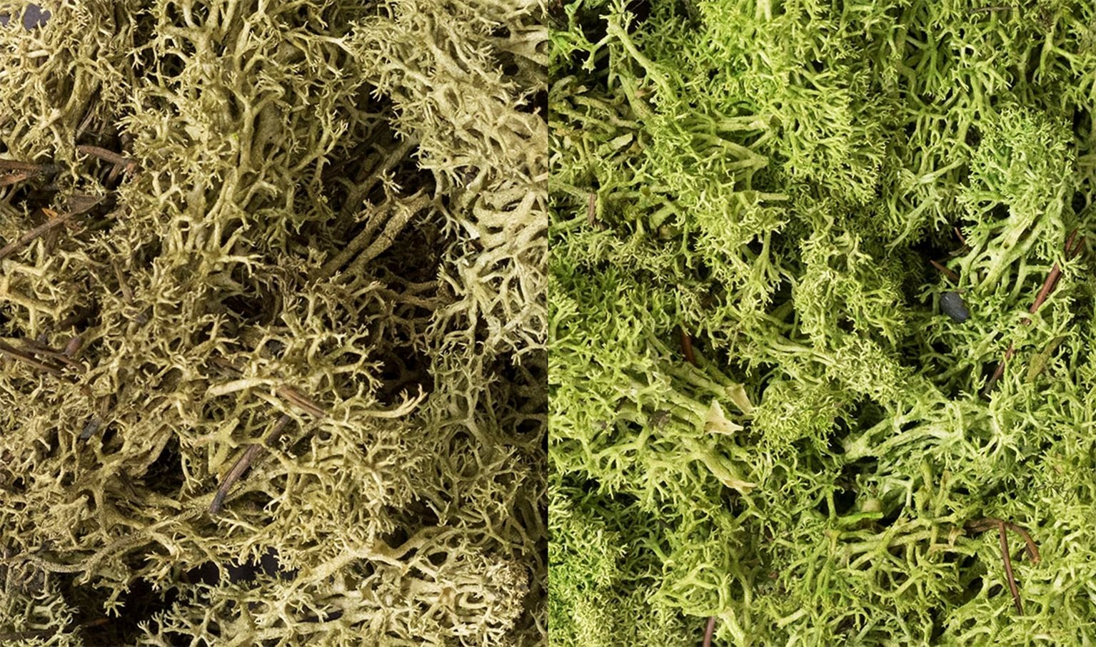 Woodland Scenics WL167 L167 Light Green Mix Lichen