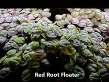 BUY 2 GET 1 FREE 50 Leaves Red Root Floaters, Aquarium Floating Plants