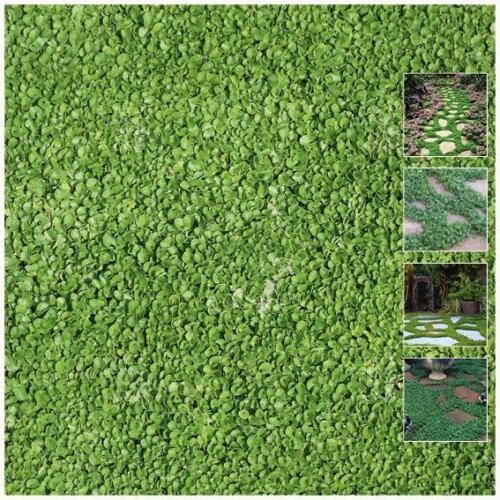 Dichondra Repens PolyGreen Seeds. Landscaping turf replacement groundcover - Picture 1 of 2
