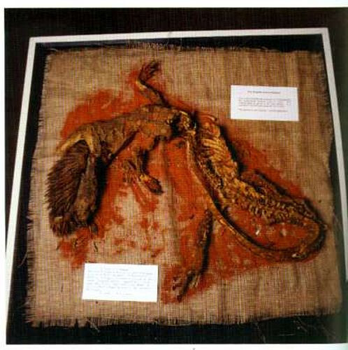 Cambrian Explosion Biology Big Bang ""Blink of an Eye"" echinodermi 1⁄2 miliardo aC - Foto 8 di 8