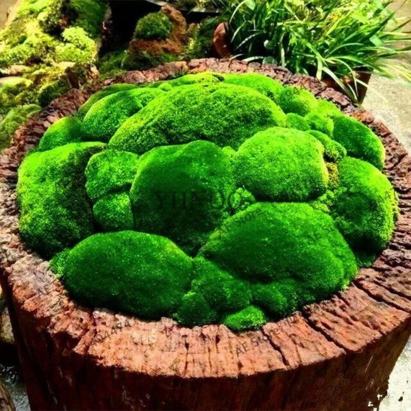 100pcs Green Moss Seeds RARE Exotic Viable Bonsai Plant Potted