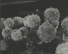 1922 Press Photo Flowers - RRY17553