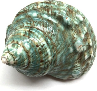 1 PC Polished Green Jade Turbo Seashell, Hermit Crab Sea Shells, 4 Inch ~ 5 Inch