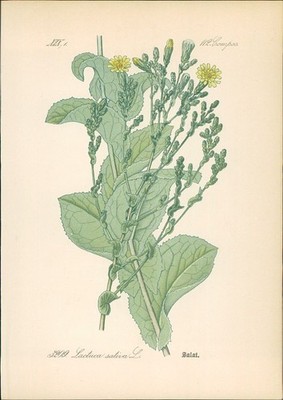 Chromolithographie : Salat. Gartensalat. Gartenlattich. Lactuca sativa L. Compos