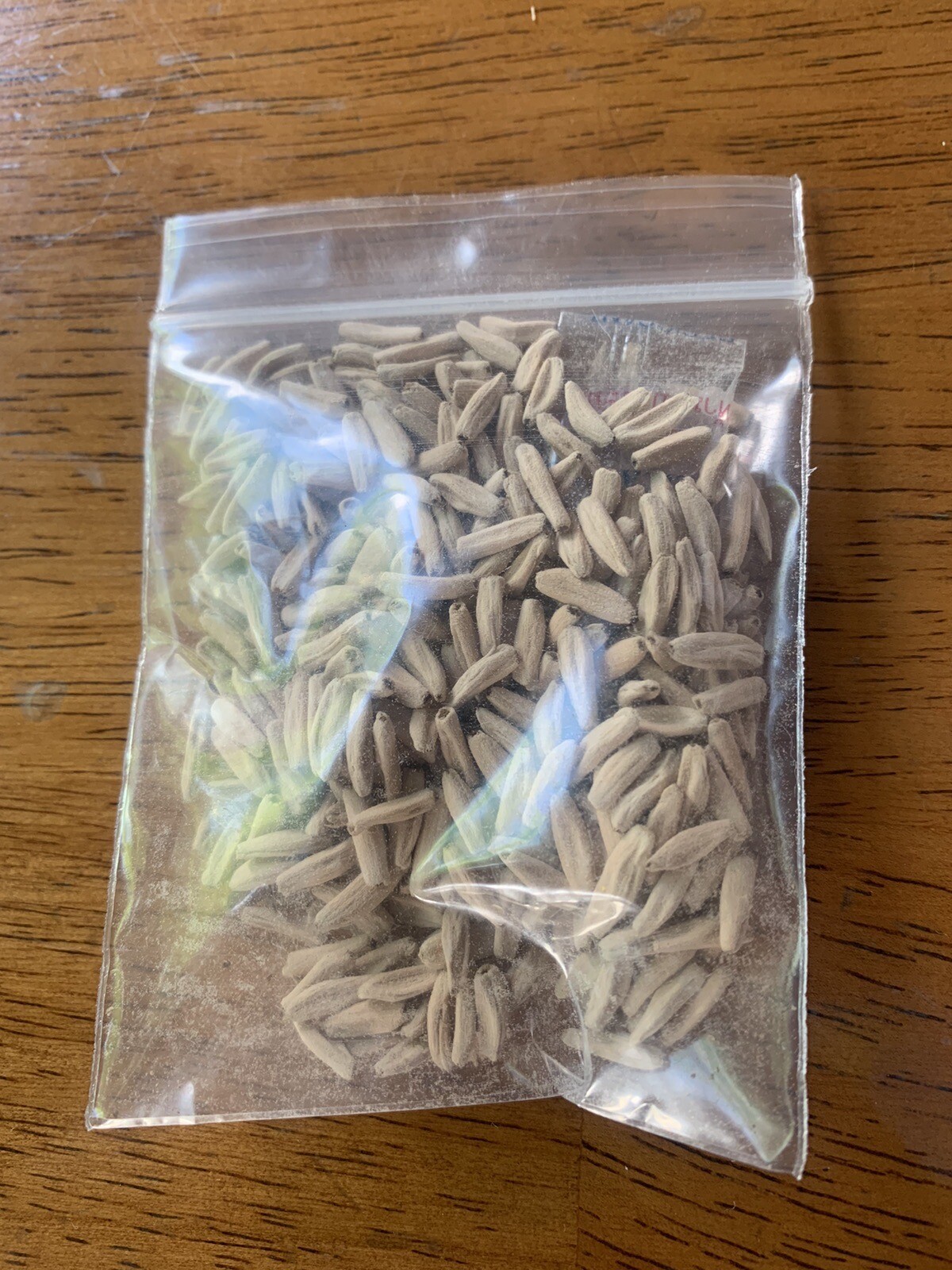 Pack of 10 PPL Dorset Horn Adenium (DHA) desert rose seeds. eBay