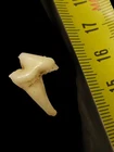 Antique Mammal Tooth Taxidermy, Curiosity Vintage Naturalist Cabinet