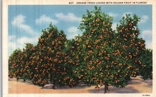 Vintage Postcard- 827 Orange Trees w/Fruit in Florida. Unposted 1910