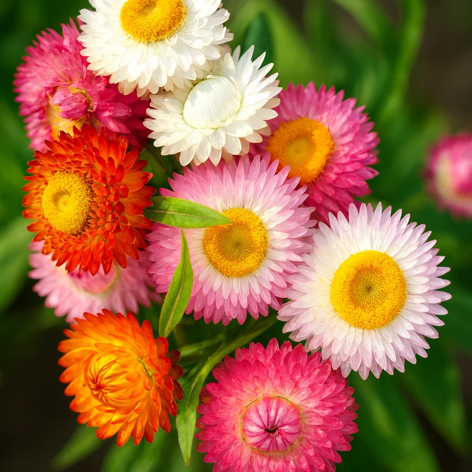 STRAWFLOWER 50+ SEEDS 🌼 HEIRLOOM EVERLASTING • CUT/DRIED BLOOMS • FREE SHIPPING - Image 2 of 4