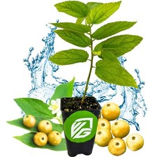 Yellow Jamaican Cherry Tree - Muntingia calabura