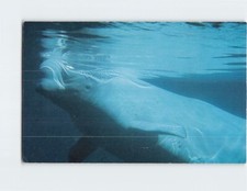 Postcard The Beluga White Whale