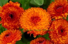 FLOWER CALENDULA NEON 1 GRAM ~ APPROX 200 FLOWER SEEDS