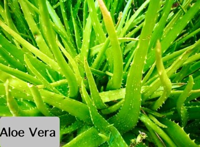 Aloe Vera &Coconut ,Aloe Vera &Mango,Aloe Vera&Menthol,Aloe Vera&Mangosteen Gel