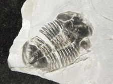 Big Lot of FOUR! Asaphiscus Wheeleri TRILOBITE Fossils From Cambrian Utah 365gr