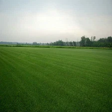 Double Eagle Centipede Grass Seed 1 Lb. - 2000 Sq.ft Coverage