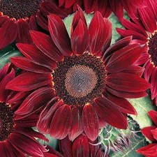 Flower - Sunflower - Rouge Royal - 10 Seeds - Economy Pack