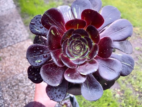 Sukkulenten Aeonium Big Bang - nr1