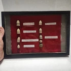 Antique Civil War Bullets Button & Musket Ball Felt Backed Display Case 12"x8"