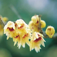 Fragrant Wintersweet Shrub, Chimonanthus praecox, Shrub Seeds