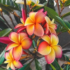 5 Pink Yellow Red Plumeria Seeds Plants Flower Hawaiian Flowers Perennial Seed