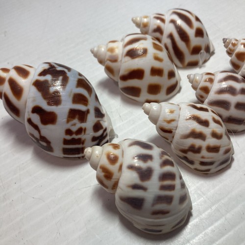 BABYLONIA SPIRATA SEA SHELLS 1.5" to 3" Lot of 7 - Imagen 2 de 7
