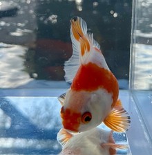 thai oranda goldfish High Quality