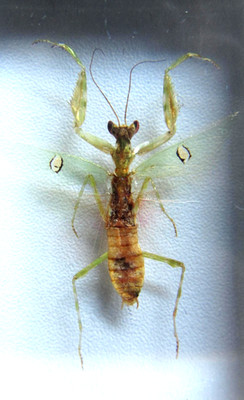 Echter Blüten Mantis in 7cm Acryl Block Mini Biester Käfer Spinnen  Insekten