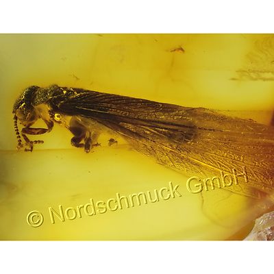 Natur Bernstein Inkluse Inklusen Einschluss Insekt, Termite Isoptera  IN187