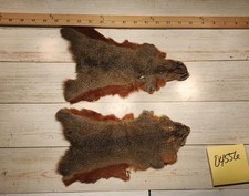 2 Asain Red Pine Squirrels Pelts Lot 04556